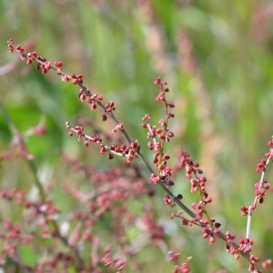 Photographie n°1253210 du taxon Rumex acetosella L. [1753]