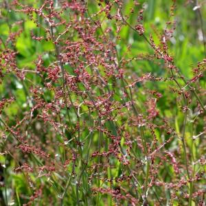 Photographie n°1253212 du taxon Rumex acetosella L. [1753]