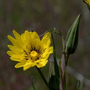 Photographie n°1253218 du taxon Tragopogon pratensis L. [1753]