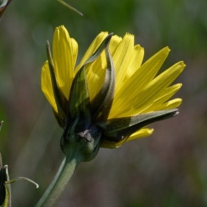 Photographie n°1253219 du taxon Tragopogon pratensis L. [1753]