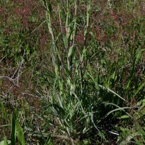 Photographie n°1253220 du taxon Tragopogon pratensis L. [1753]