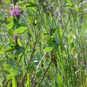 Photographie n°1253223 du taxon Trifolium pratense L. [1753]