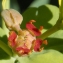  Liliane Roubaudi - Euphorbia rigida M.Bieb. [1808]
