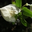  Liliane Roubaudi - Clematis cirrhosa L.