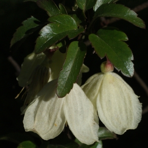 Clematis semitriloba Lag. (Clématite à vrilles)