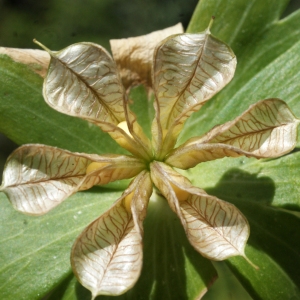 Photographie n°1253914 du taxon Eranthis hyemalis (L.) Salisb. [1807]