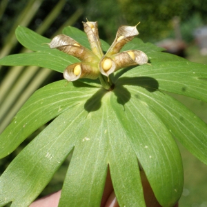 Photographie n°1253921 du taxon Eranthis hyemalis (L.) Salisb. [1807]