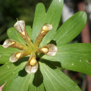 Photographie n°1253924 du taxon Eranthis hyemalis (L.) Salisb. [1807]