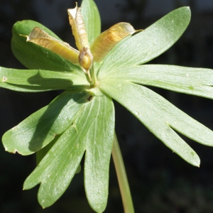 Photographie n°1253927 du taxon Eranthis hyemalis (L.) Salisb. [1807]