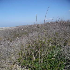 Photographie n°1254516 du taxon Sambucus nigra L. [1753]