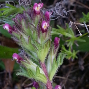 Photographie n°1255555 du taxon Parentucellia latifolia (L.) Caruel