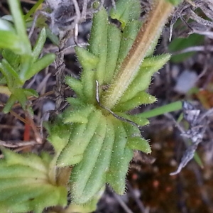 Photographie n°1255562 du taxon Parentucellia latifolia (L.) Caruel