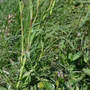 Photographie n°1255862 du taxon Tragopogon pratensis L. [1753]