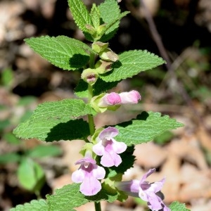 Photographie n°1255903 du taxon Melittis melissophyllum L. [1753]