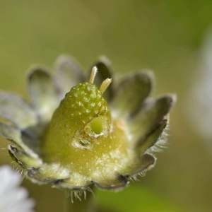 Photographie n°1256056 du taxon Bellis perennis L. [1753]