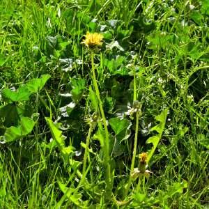 Photographie n°1256105 du taxon Taraxacum officinale Weber [1780]