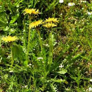 Photographie n°1256112 du taxon Taraxacum officinale Weber [1780]