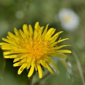 Photographie n°1256141 du taxon Taraxacum officinale Weber [1780]