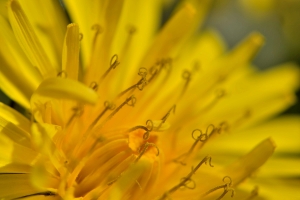 Jean Paul Saint Marc, le 30 mars 2017 (Laruns (résidence Gave Ossau 5))