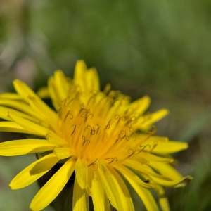 Photographie n°1256152 du taxon Taraxacum officinale Weber [1780]