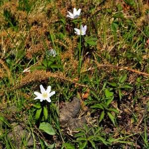 Photographie n°1256259 du taxon Anemone nemorosa L. [1753]