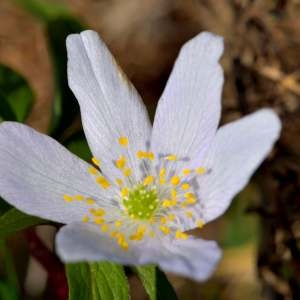 Photographie n°1256278 du taxon Anemone nemorosa L. [1753]