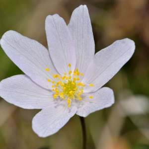 Photographie n°1256288 du taxon Anemone nemorosa L. [1753]