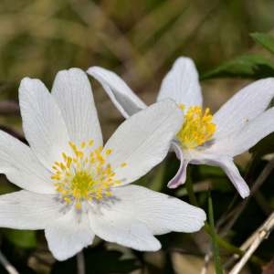 Photographie n°1256292 du taxon Anemone nemorosa L. [1753]