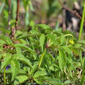 Photographie n°1256296 du taxon Anemone nemorosa L. [1753]