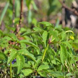 Photographie n°1256298 du taxon Anemone nemorosa L. [1753]