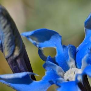 Photographie n°1256704 du taxon Gentiana verna Lam. [1788]