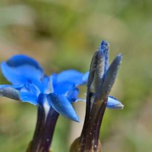 Photographie n°1256705 du taxon Gentiana verna Lam. [1788]