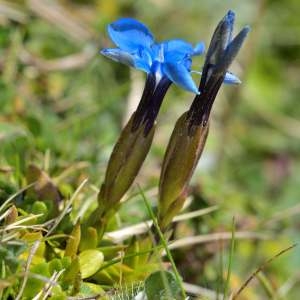 Photographie n°1256706 du taxon Gentiana verna Lam. [1788]