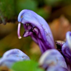 Photographie n°1256718 du taxon Lathraea clandestina L. [1753]