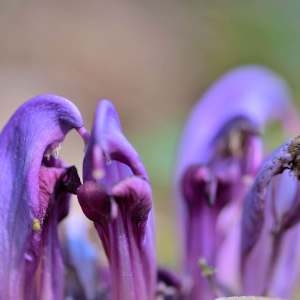 Photographie n°1256734 du taxon Lathraea clandestina L. [1753]