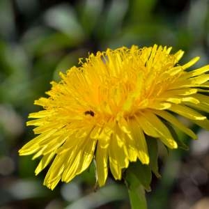 Photographie n°1256835 du taxon Taraxacum officinale Weber [1780]