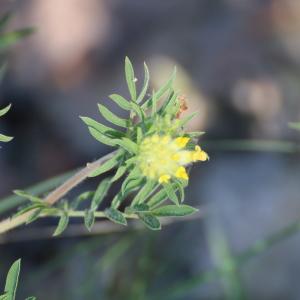 Photographie n°1259961 du taxon Anthyllis vulneraria L. [1753]