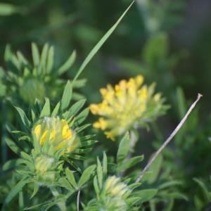 Photographie n°1259982 du taxon Anthyllis vulneraria L. [1753]