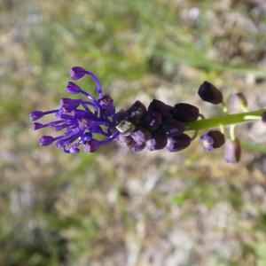 Photographie n°1260368 du taxon Muscari comosum (L.) Mill. [1768]