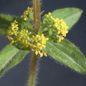 Photographie n°1260494 du taxon Cruciata laevipes Opiz [1852]