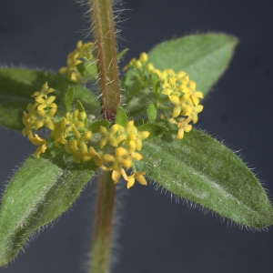 Photographie n°1260495 du taxon Cruciata laevipes Opiz [1852]