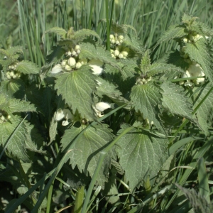 Photographie n°1260497 du taxon Lamium album L. [1753]