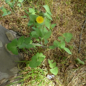 Photographie n°1260552 du taxon Sonchus oleraceus L. [1753]