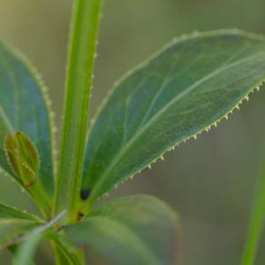 Photographie n°1261465 du taxon Rubia peregrina L. [1753]