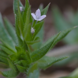 Photographie n°1261490 du taxon Sherardia arvensis L. [1753]