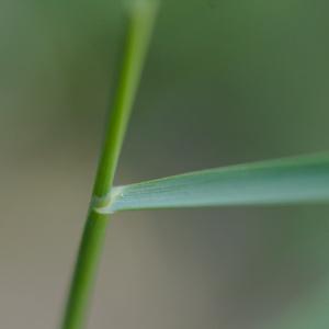 Photographie n°1261531 du taxon Brachypodium retusum (Pers.) P.Beauv. [1812]