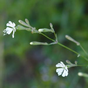 Photographie n°1261547 du taxon Silene italica (L.) Pers. [1805]