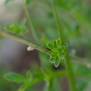 Photographie n°1261570 du taxon Jasminum fruticans L. [1753]