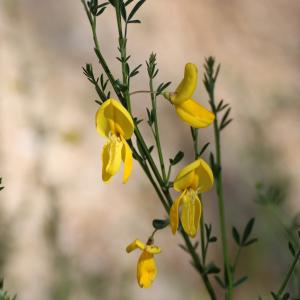 Photographie n°1261601 du taxon Cytisus scoparius (L.) Link [1822]