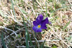 Christian Fonsanou, le 21 avril 2017 (Saint-Andéol-de-Vals (Le Cournier))